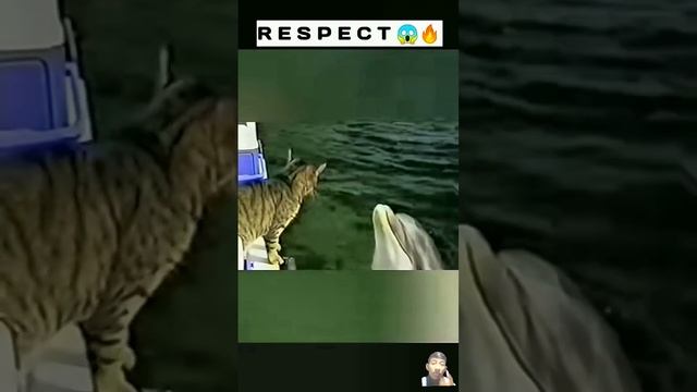 All Animals Respect Nature ⛈️⛈️ Amazing Animals Respect Video 💪💯 #respect #nature #animal #viral Yt