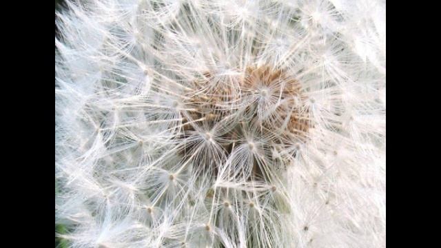 Asteraceae смотреть онлайн