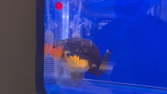 งานประมงน้อมเกล้าฯ ครั้งที่ 32 งานประกวดปลาสวยงามที่ใหญ่ที่สุด 1-10 ก.ค.65 ฟิวเจอร์ปาร์ครังสิต EP11 смотреть онлайн