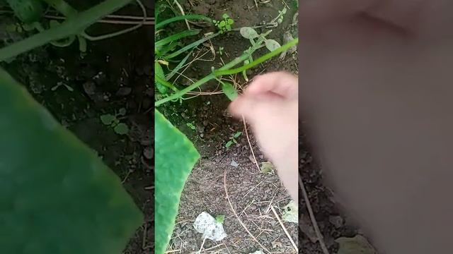 Les Énigmes De La Nature