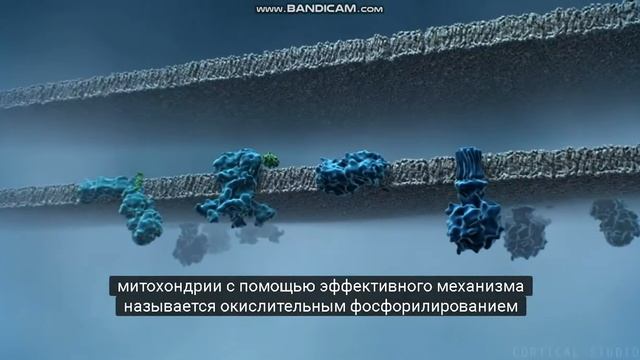 Митохондрия. ЕГЭ. Клеточное строение. смотреть онлайн
