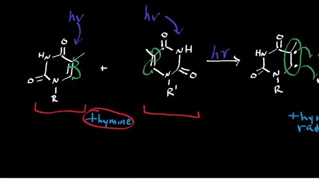 Melanin Physiology: Melanin Absoprtion of UV Light and Internal Conversion to Heat смотреть онлайн