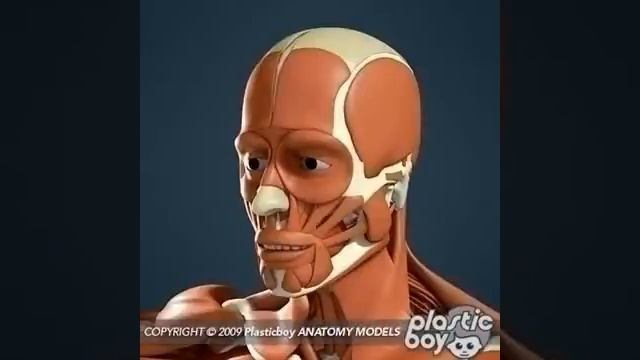 Human Muscular And Skeleton Anatomy 3D Models Review