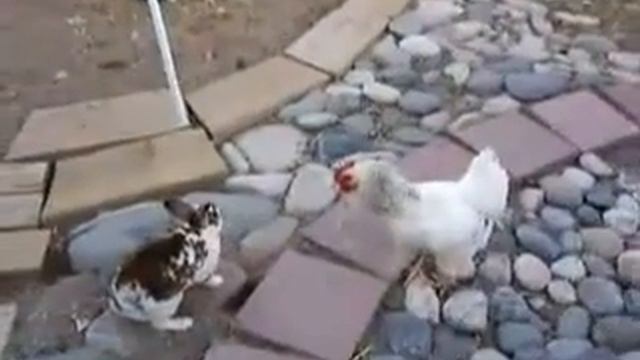 animal war funny...lol смотреть онлайн