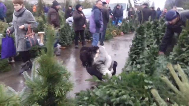 Львів...як циганка ялинку купляла ржач...новий год пі@да моя смотреть онлайн