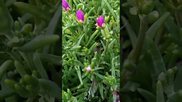 отличные #цветы для летнего сада смотреть онлайн