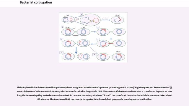 Bacterial conjugation смотреть онлайн