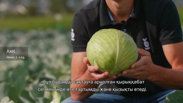 БЕЙО | Новинки ассортимента капуст 2020 (KAZ Subtitle)