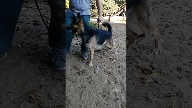 Метис овчарки с лайкой смотреть онлайн