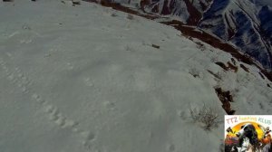 Охота в Узбекистане. на кеклика  с собакой