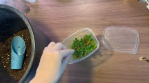 Результат черенкования гортензии почкой в грунте и во мхе🌺