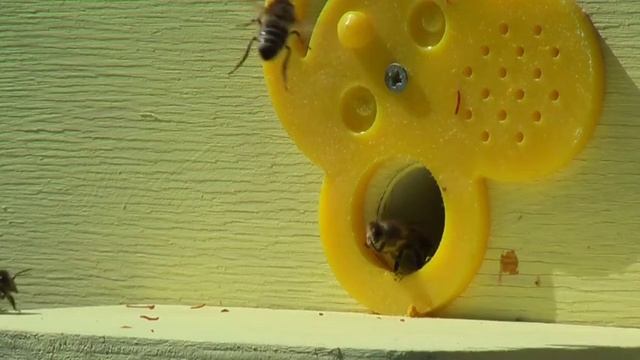 Пчеловодство.Лекция профессора Кашковского можно ли улучшить местную породу пчёл.В чём их потенциал