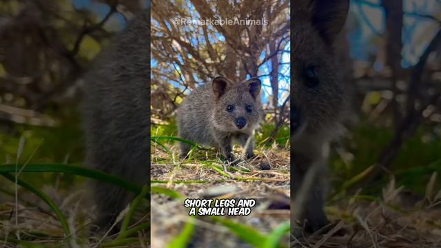 Quokka | Happiest Animal