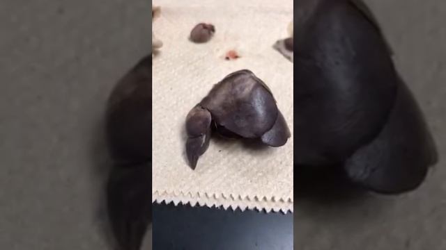 Anatomy Rat Liver смотреть онлайн
