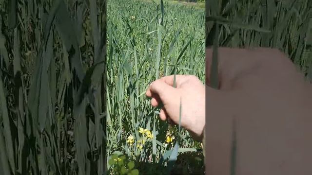 биотехния, всходы овса и гороха. смотреть онлайн