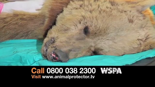 Become An Animal Protector