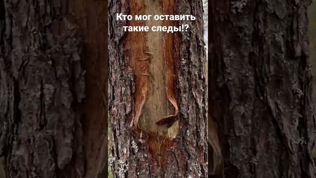 КТО МОГ ОСТАВИТЬ ТАКИЕ СЛЕДЫ В ТАЙГЕ?