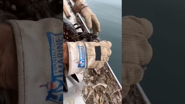 Large Lobsters Are Protected In Maine For Breeding.
