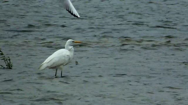 БОЛЬШАЯ БЕЛАЯ ЦАПЛЯ смотреть онлайн