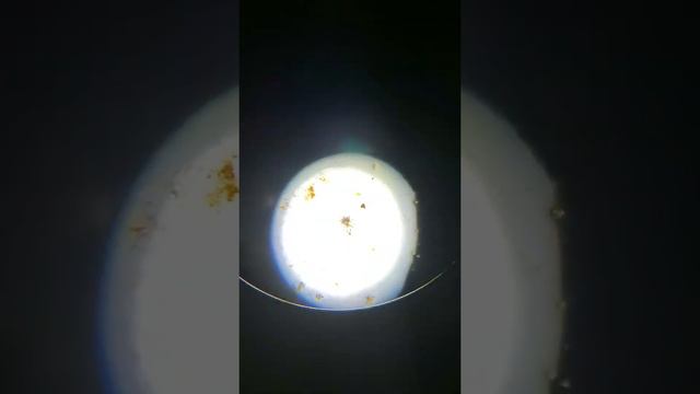 Ear mite смотреть онлайн