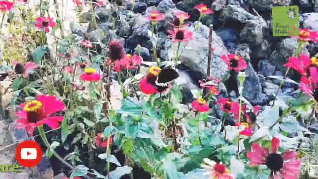 Butterfly 🦋 смотреть онлайн