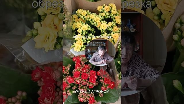 КАЛАНХОЭ ВЫТЯНУЛОСЬ ПОСЛЕ ЗИМЫ смотреть онлайн