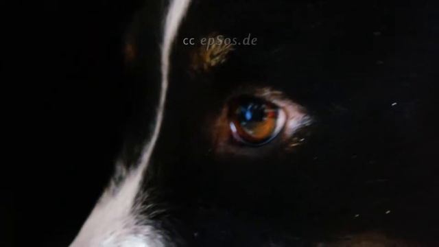 Beautiful Dog Eyes Looking into Your Soul смотреть онлайн