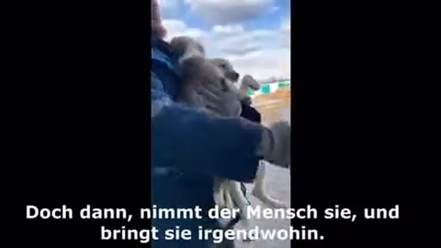 Сказки из жизни. Хакасия. Приют. Фильм.Сделали немцы. Помощь приюту89135440512 смотреть онлайн