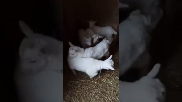 Детский сад!!! смотреть онлайн