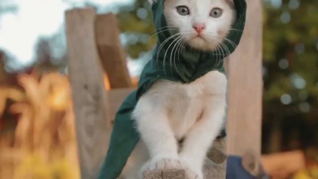 Котята ассасины смотреть онлайн