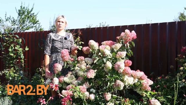 Цветник. Топ важных советов по уходу за гортензией метельчатой смотреть онлайн