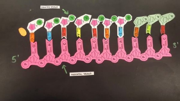 AP Bio DNA replication stop motion