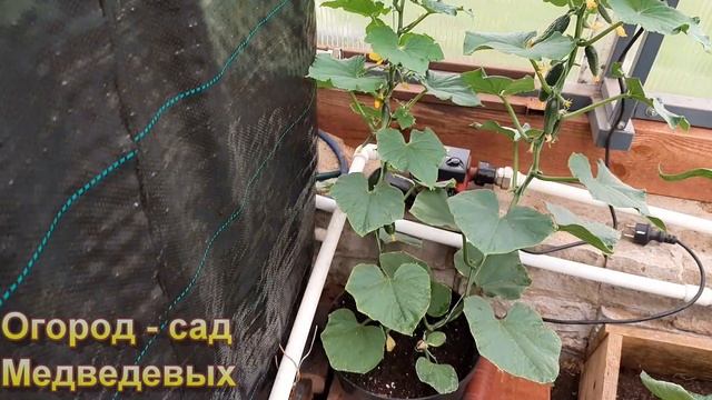 Хотите завалиться огурцами?  Часть - 2