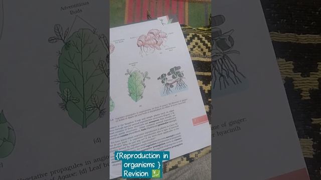 Reproduction in organisms|| Revision 💜 || #challenge #neet #reels #trending смотреть онлайн
