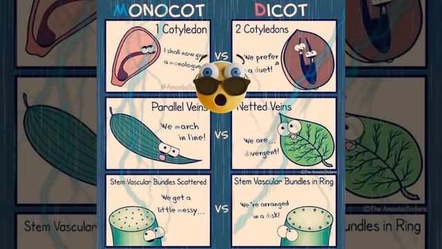Monocot🌾 vs Dicot 🌿🌿plants🌿🔥🔥🔥 Biology смотреть онлайн