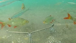 КОРИАНДР ТВОРИТ ЧУДЕСА!!! Добавь его в прикормку!!! Подводная съёмка.