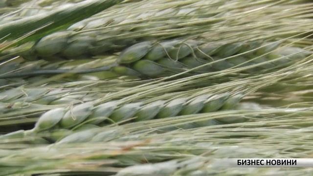 Бизнес Новини: Нова селекция семена пшеница и в България - с 30% пазарен дял в Италия