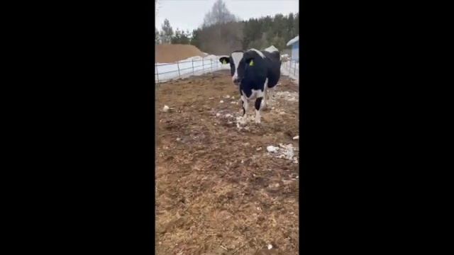 Нетели Голштинской породы