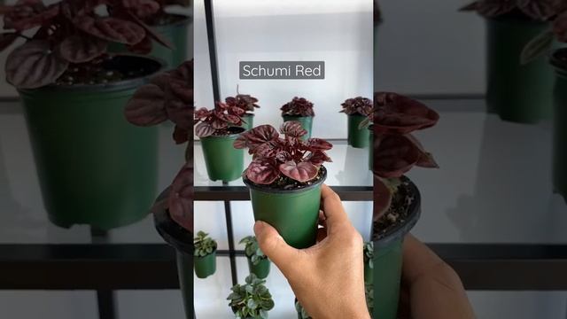The Most Underrated Houseplant Ever! 5 Favorite Peperomia смотреть онлайн