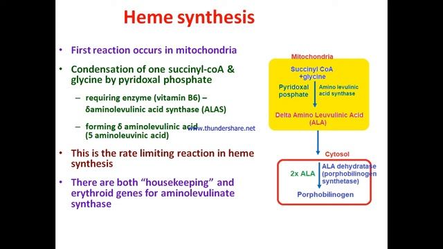 heme synthesis смотреть онлайн