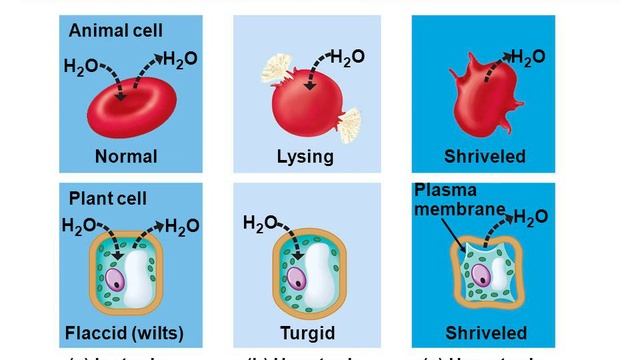 Origin+of+Eukaryotes смотреть онлайн