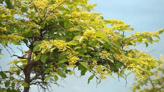 Держи-дерево смотреть онлайн