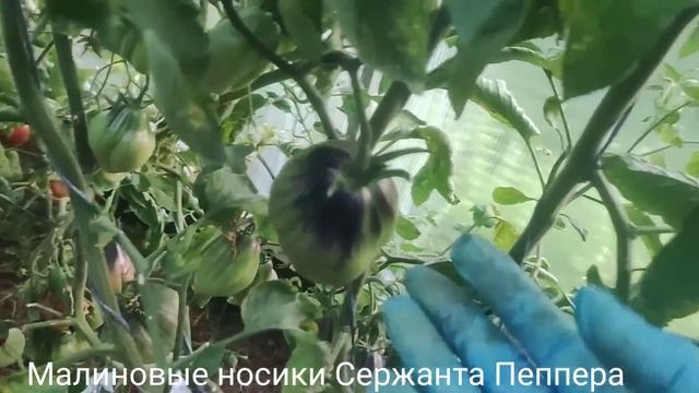 Обзор коллекционных сортов томатов сезона 2024 часть №3 Сорта от Софии Сааковой