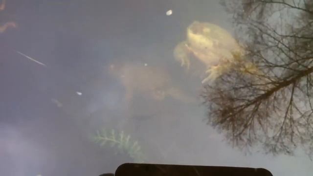 Лягушки смотреть онлайн