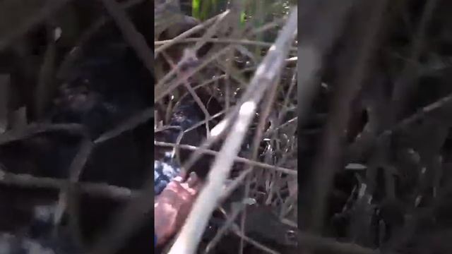 Уточка! смотреть онлайн