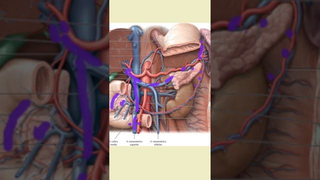 Воротная вена#анатомиячеловека