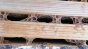 12 декабря. Пчёлы Карпатской породы.