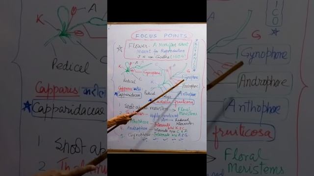 FLOWER:MODIFIED SHOOT SEXUAL REPRODUCTION IN FLOWERING PLANTS NCERT CLASS-XII смотреть онлайн
