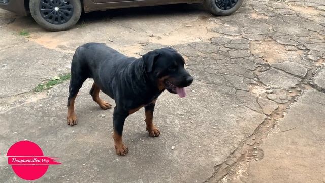 Rottweiler ഭീകരനോ? #Bougainvillea Vlog смотреть онлайн