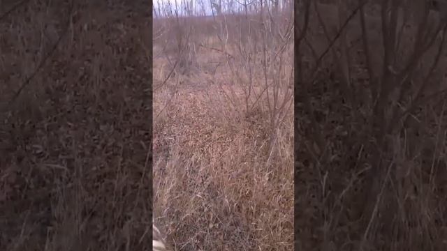 Сложные Зайцы! смотри на канале: Курцхаары из Коробки смотреть онлайн